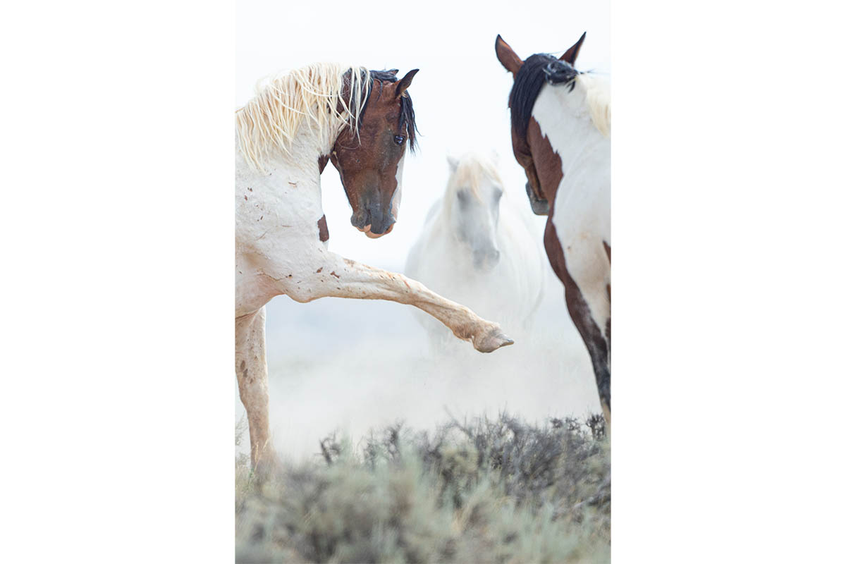 GhostHorse_0002_ARM_6531-image3