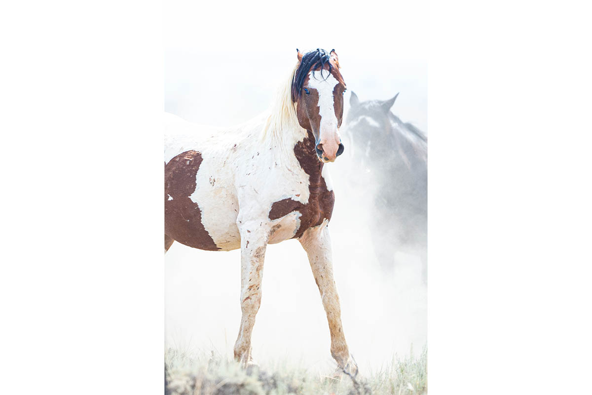 GhostHorse_0005_ARM_6356-image6